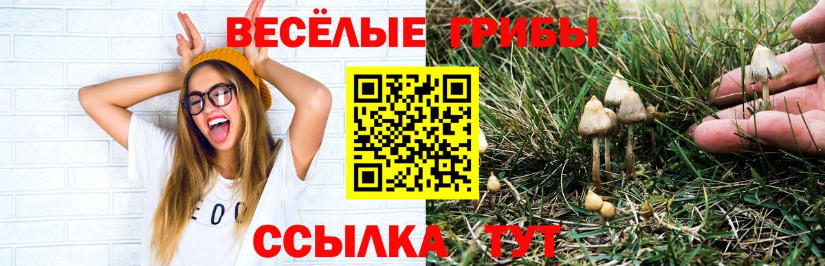 Галлюциногенные грибы Psilocybe Электрогорск